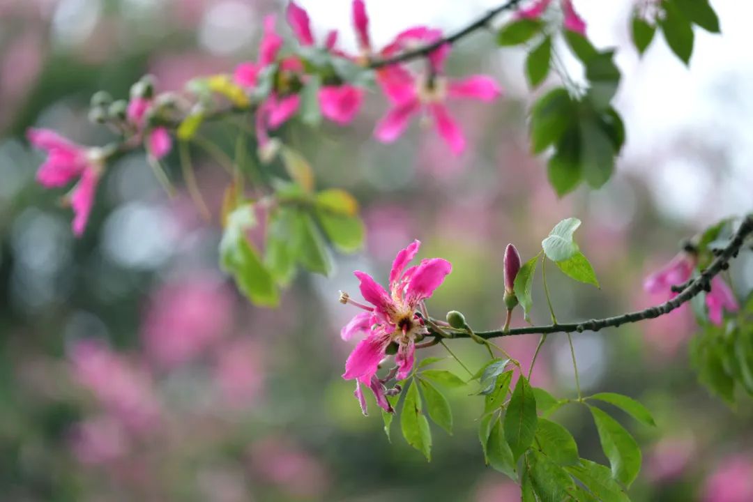 最低降至1字頭！?“大風(fēng)+降雨+降溫”三連擊，今天起廣東天氣“畫風(fēng)有變”